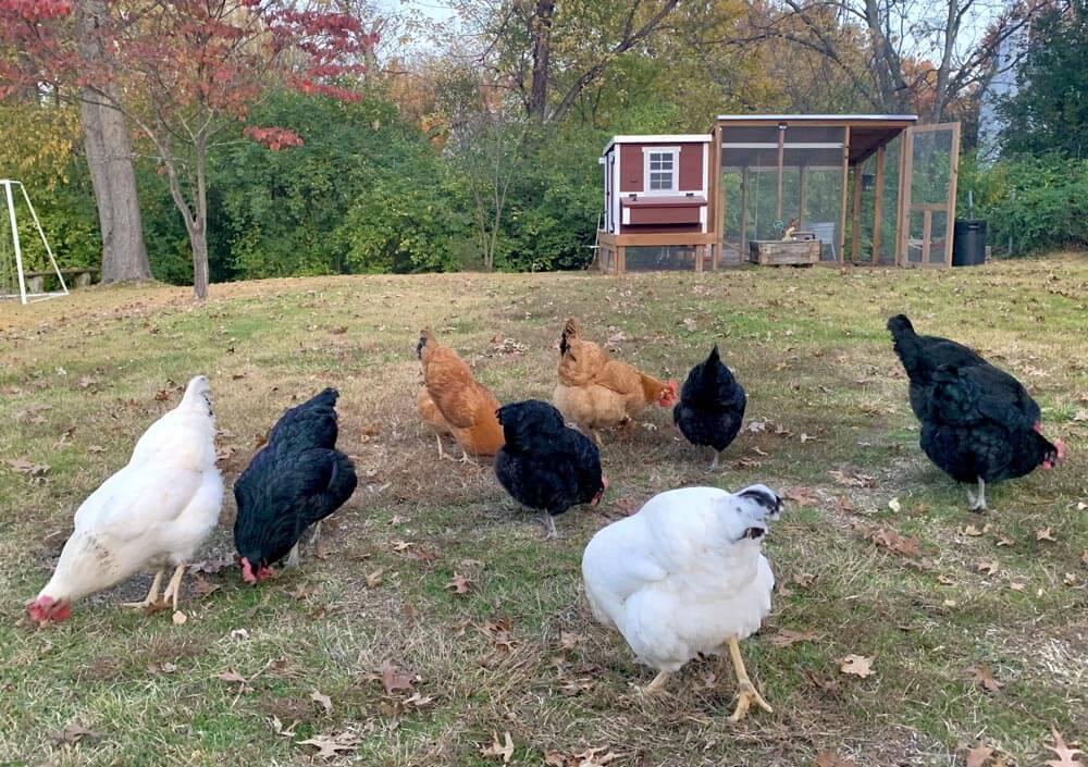 Chicken Coops