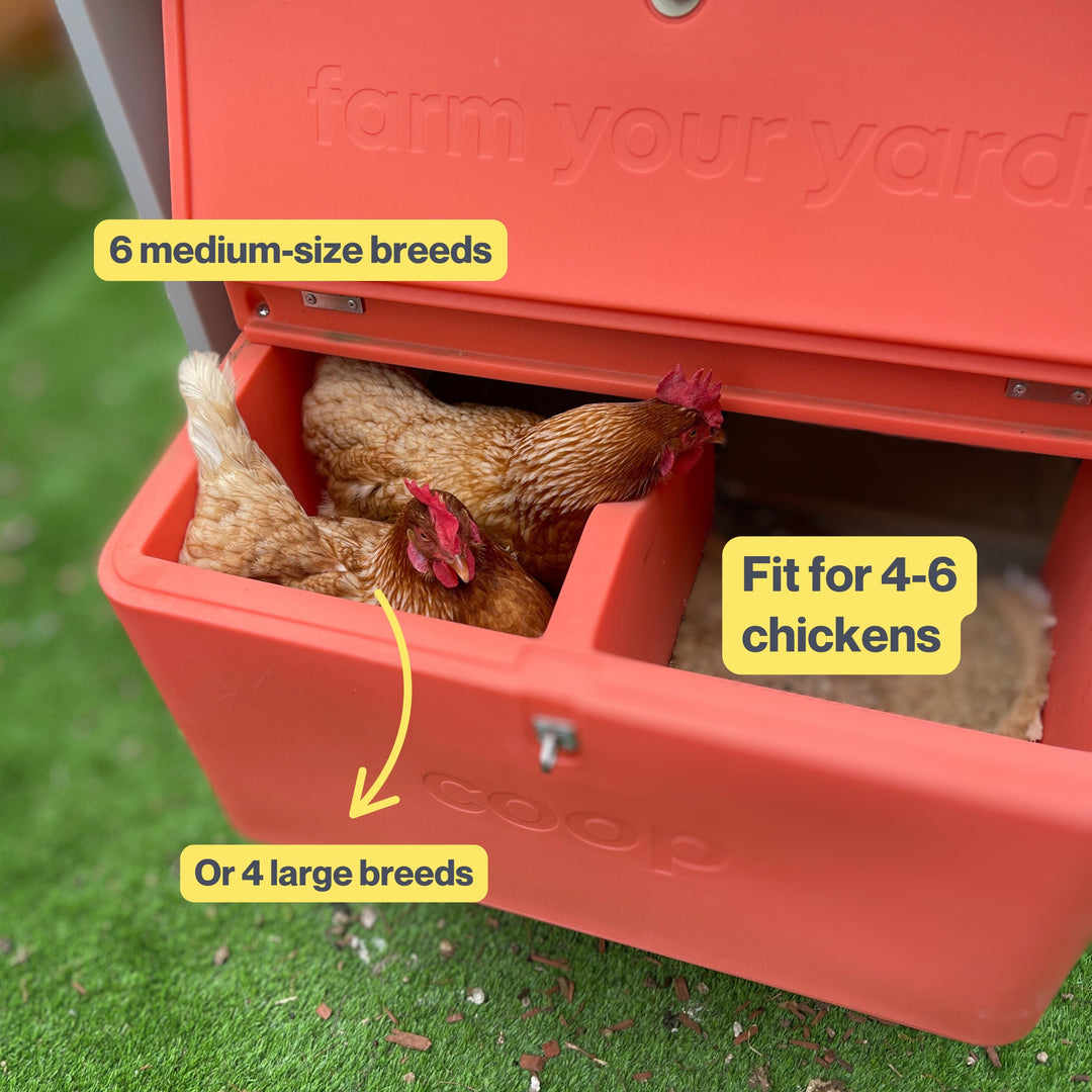 Smart Chicken Coop