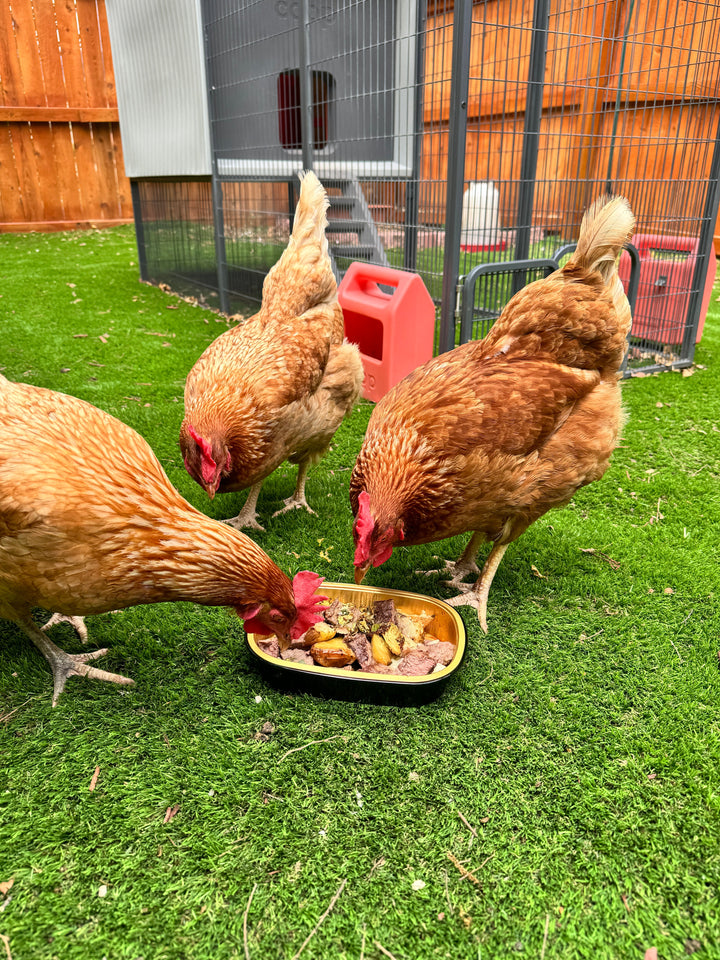 Smart Chicken Coop