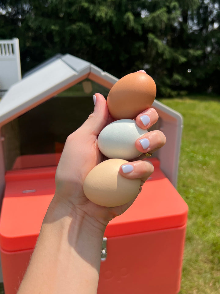 Smart Chicken Coop