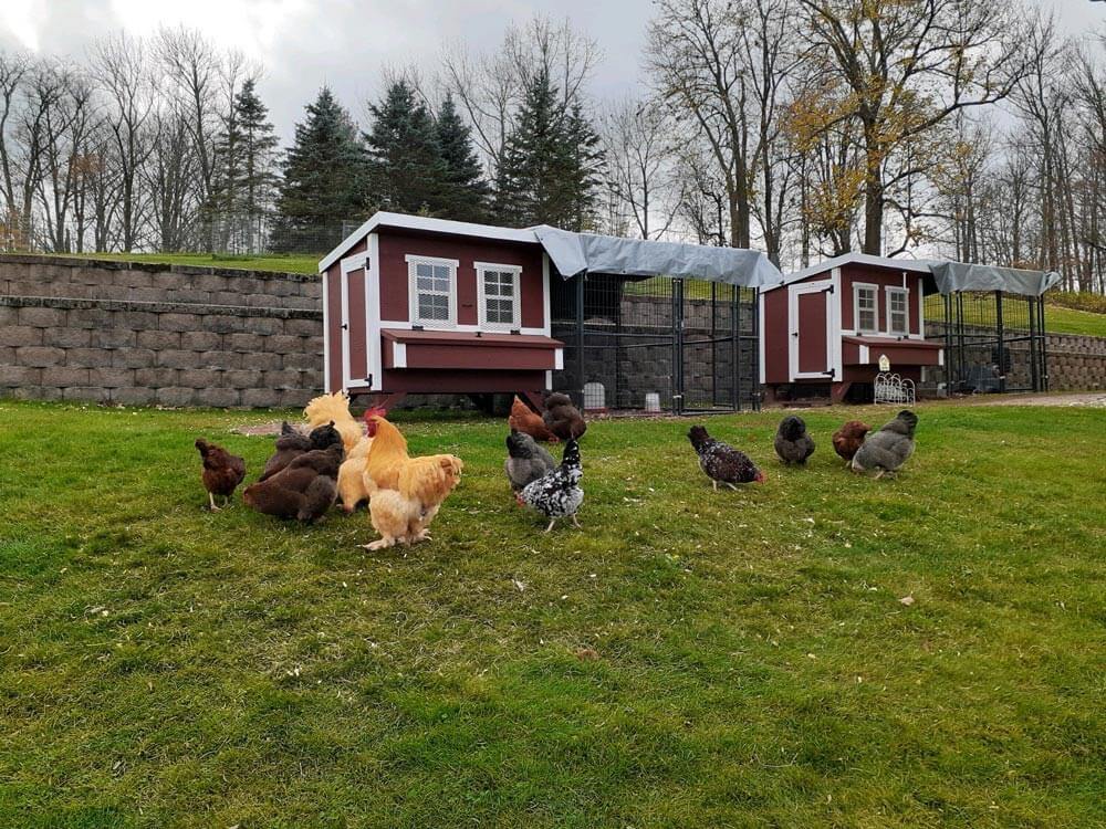 OverEZ Large Chicken Coop - Up to 15 Chickens