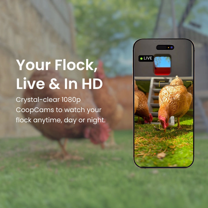 Smart Chicken Coop